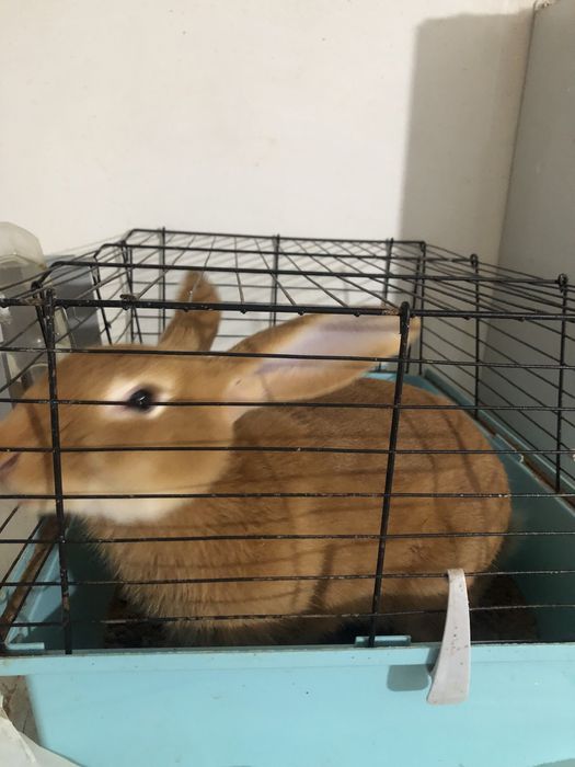 Продам кролика 10 000 т