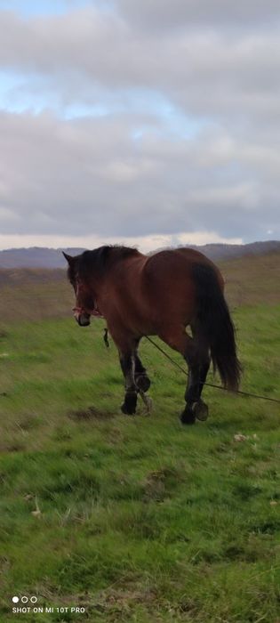 Vând 2 iepe gestante și o mânză de un an jumate