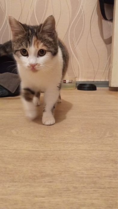 Отдам котенка девочку