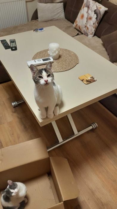 Кая и Мони търсят дом