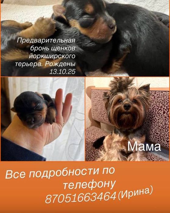 бронь щенков йоркширского терьера