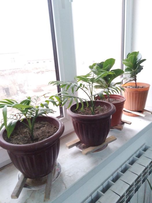 Tabby òģitlar blan parvarishlangan xona gullari