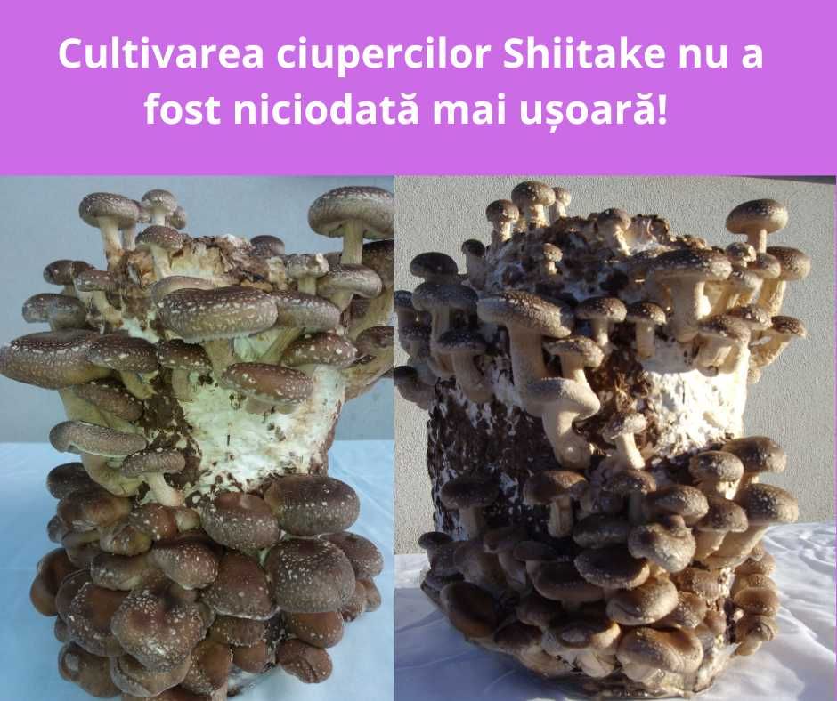 Italspawn Italia - Miceliu de înaltă calitate pentru ciuperci Shiitake