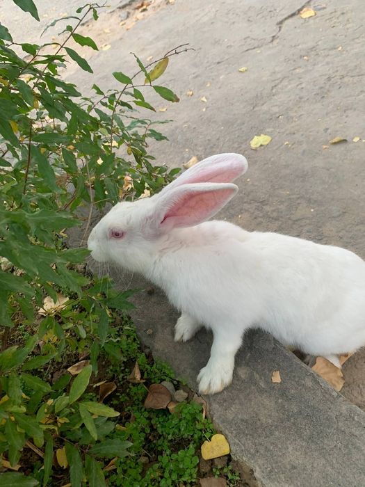 Hikol quyon sotiladi