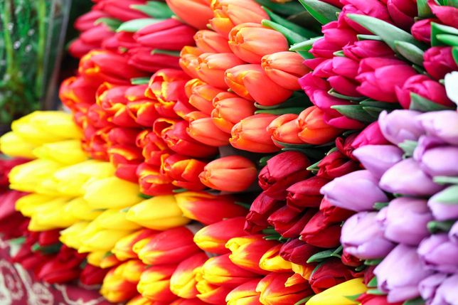 Тюльпаны на 8 марта, дорогой высший сорт в Алматы