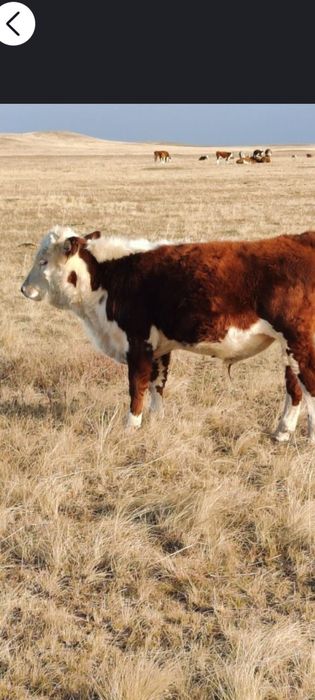 Патсос сатам 350000т