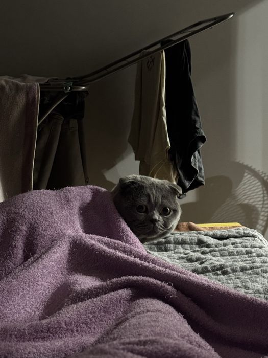 Британец ищет дом