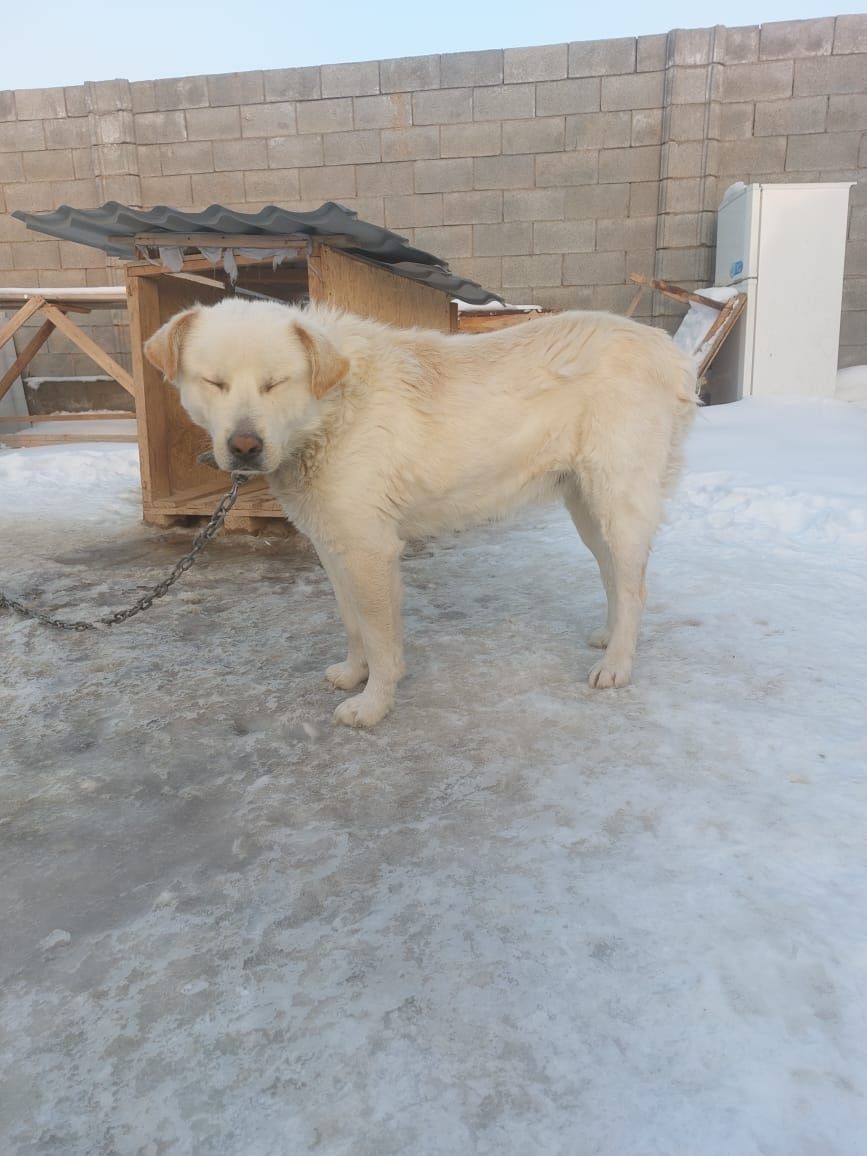 Приют для  кошек  и собак помощь в пристройстве