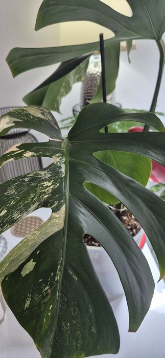 Monstera albomarginata/plante apartament/philodendron