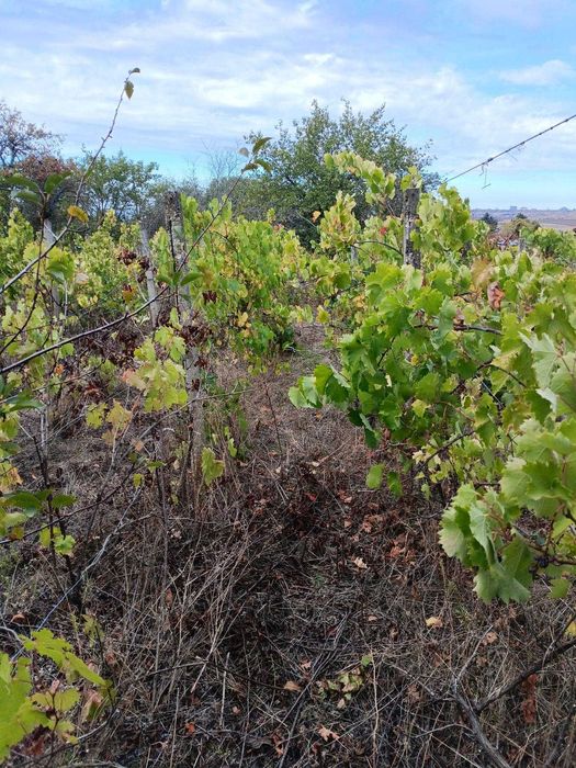 560-Продава се дворно място в местността "Арменски Лозя"!