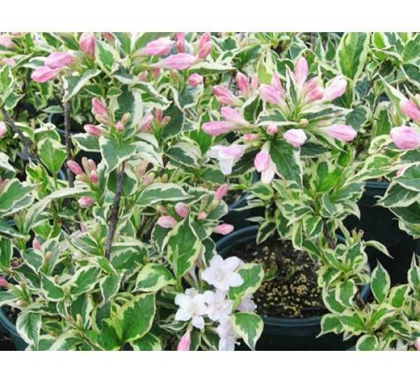 Вайгела (3 налични цвята)