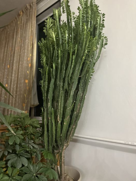 Конатные цветы кактус долго растил почти 8- лет,в отличном состяни