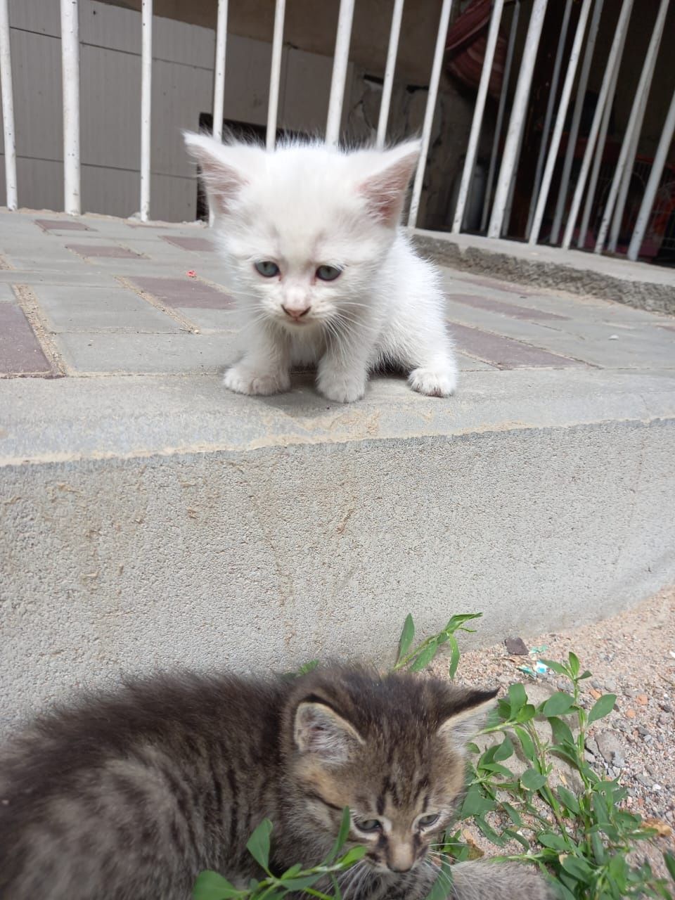 Котята ищут добрых хозяев