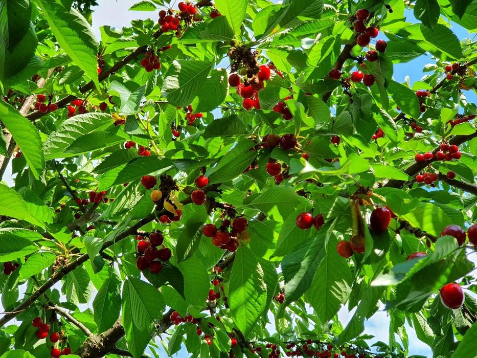 Teren intravilan Oradea str Fagetului 17