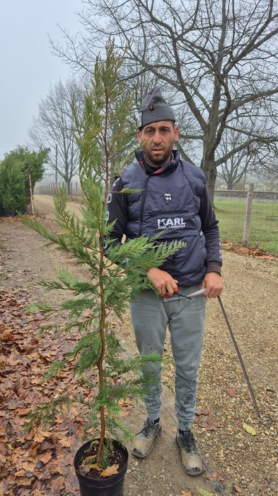 Thuia  leilandi tuia  leylandii