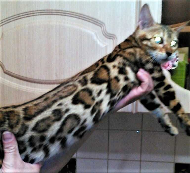 Котята Бенгальские девочки