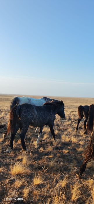 Согымга жабагылар саттылады