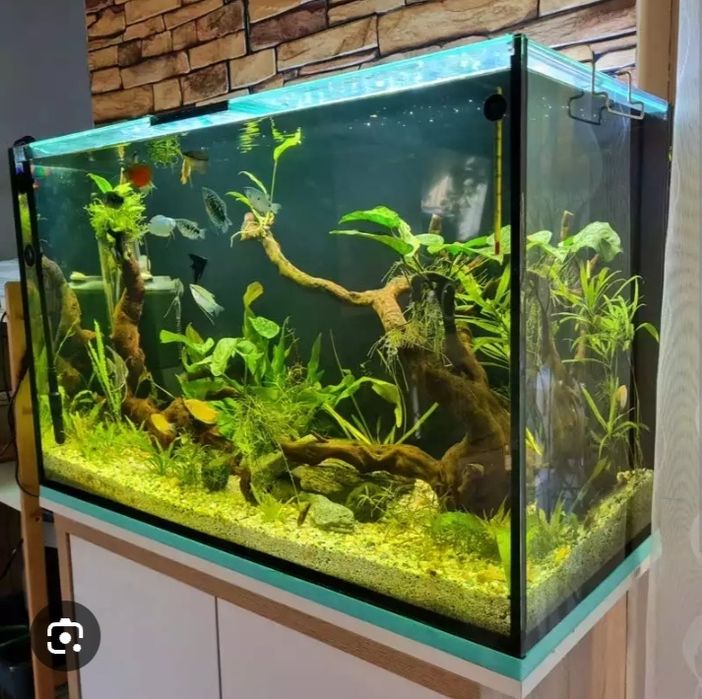 Akvarim yasash remot xizmati.