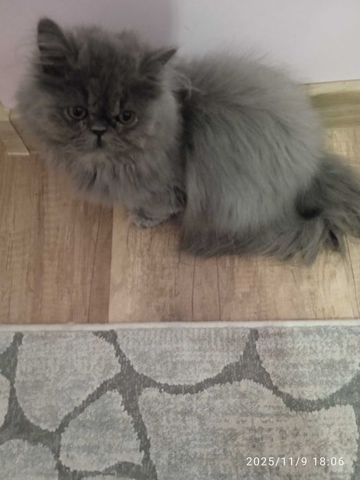 Персийски котенца