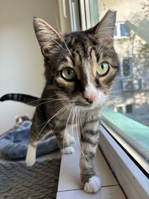 Котанка търси спешно дом или приемна грижа