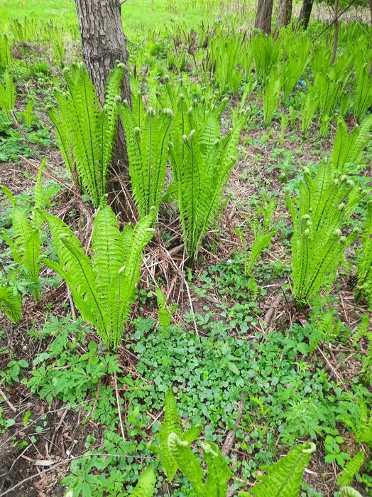 Feriga (Matteuccia Struthiopteris), prefera umbra, rezistenta la ger