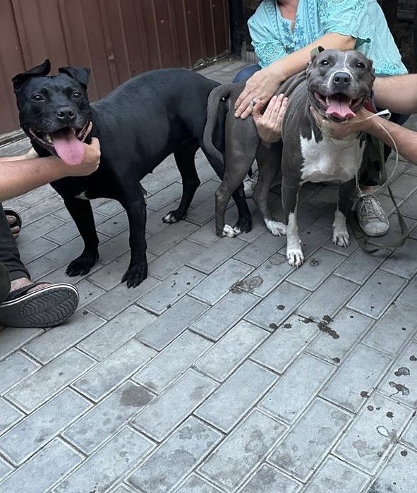 Питбультерьер шенки