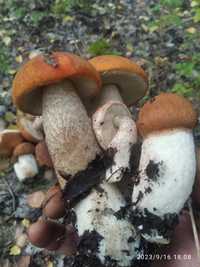 сушёные грибы в ассортименте
