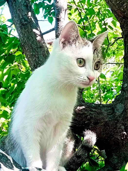 1 yosh Mushukchala hadyaga beriladi