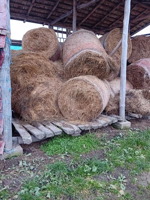 Vând  baloți rotunzi