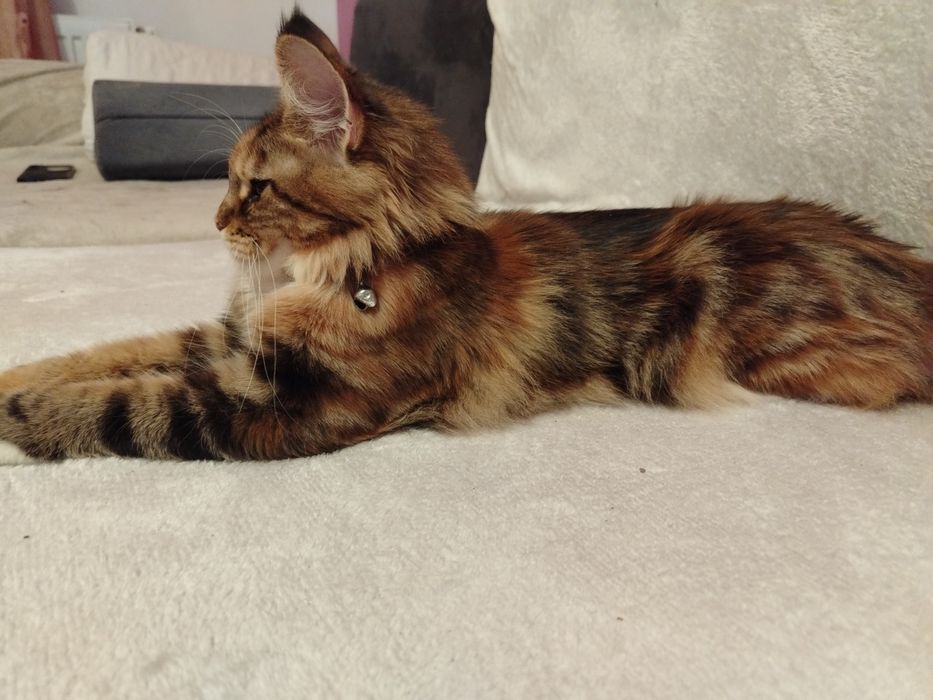 Fetița Maine Coon