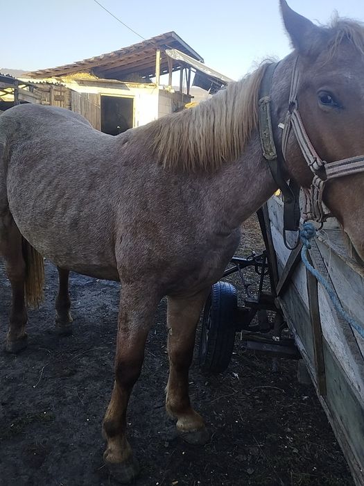 Vând mânz de 3 ani