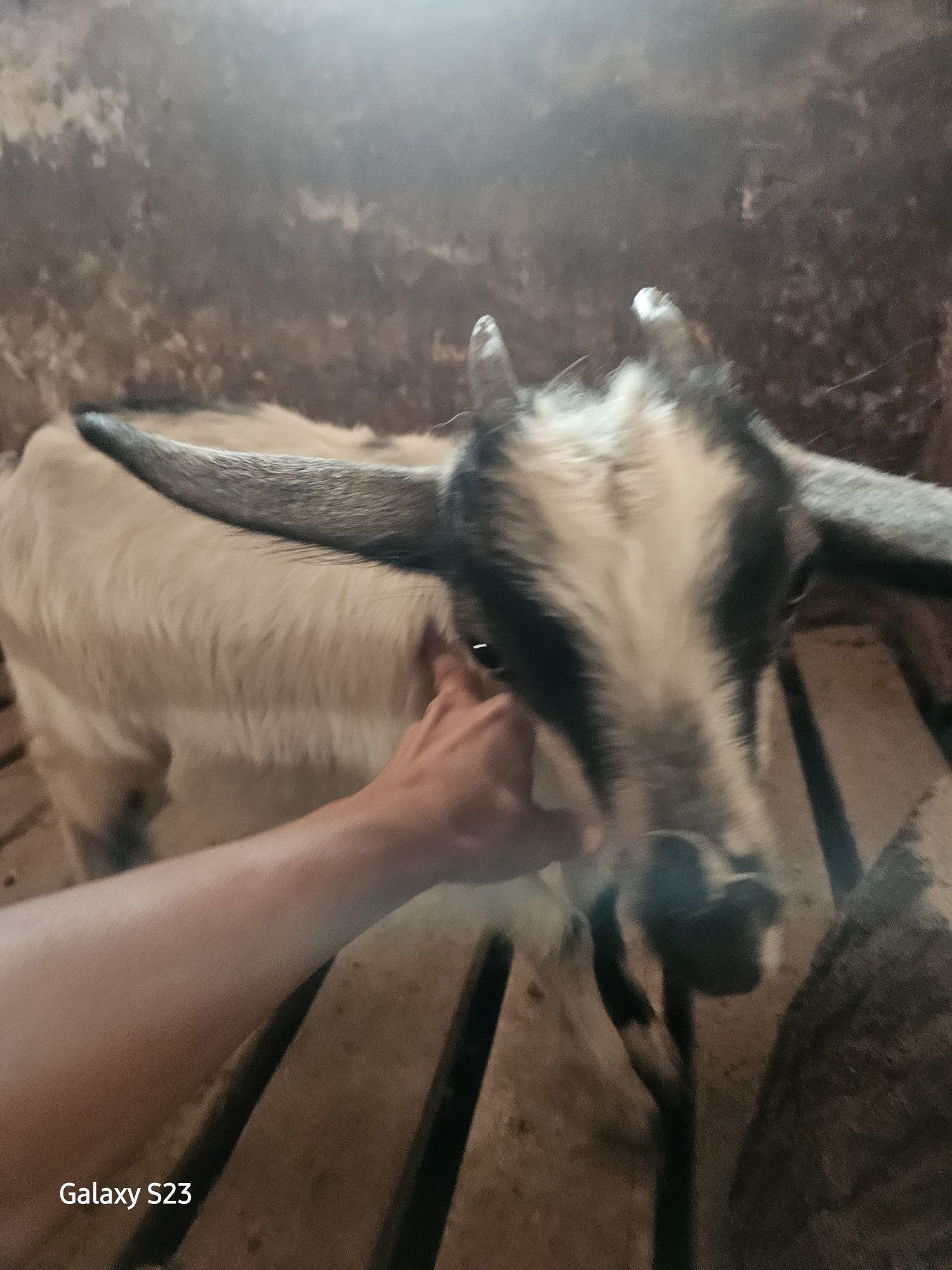 Srochna echki bolasi sotiladi urgochi