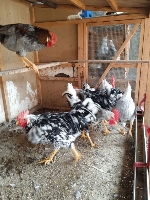 Ligorin Dalmatin zotli Xo'rozlar SOTILADI