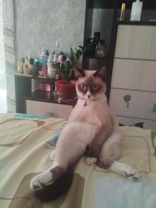 Отдаю котика в хорошие руки.