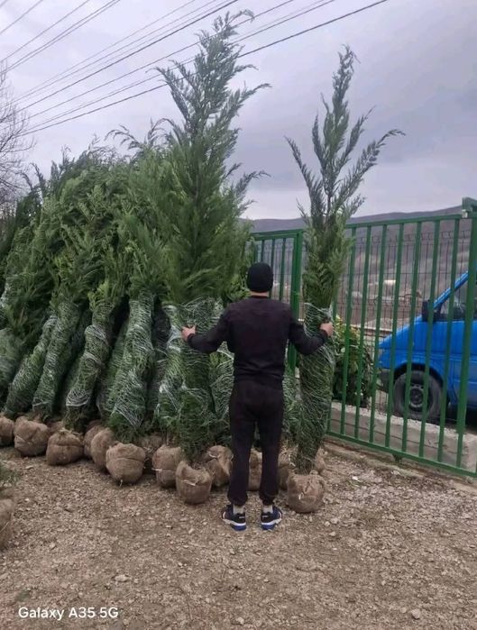 Leylandii 2.5m- 2.5m gard viu/ gazon rulou sport/ calitate premium