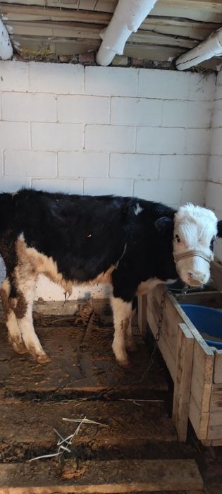 Бука, баспак 1 жылдык