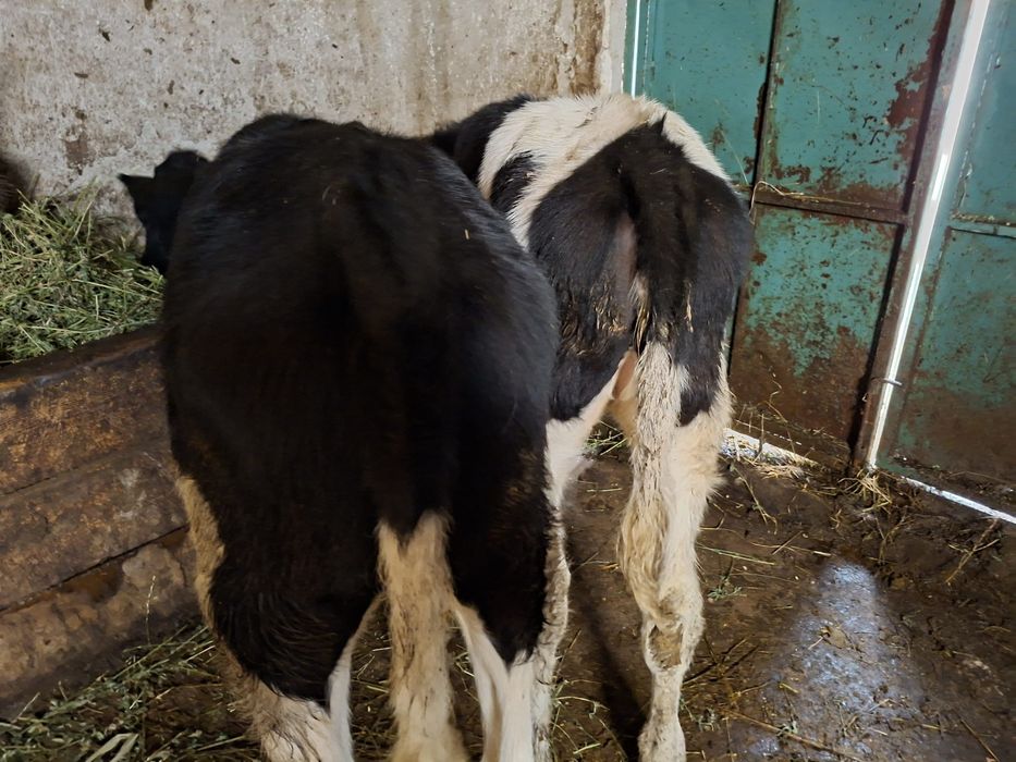 Vând 2 vițele de rasă