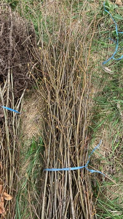 Vindem puieți forestier pentru împădurire