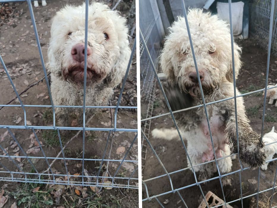 Cățeluși Lagotto Romagnolo de vânzare