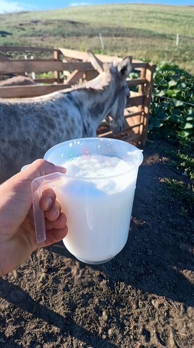 Lapte de măgăriță