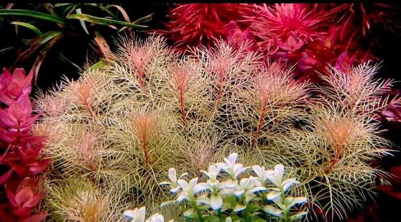 Myriophyllum mattogrossense Golden 10 fire