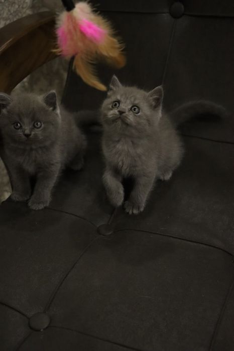 Срочно продается Пародистие котяты