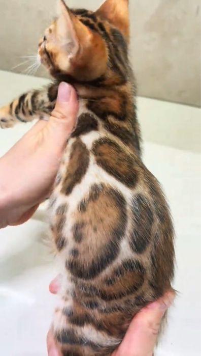 Бенгальские котята