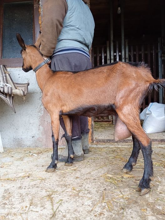 Alpină Franceză rasă pură 5 capre de lapte
