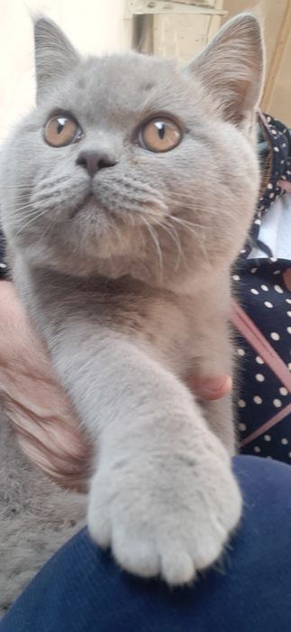 Скотиш страйт продаетсЯ