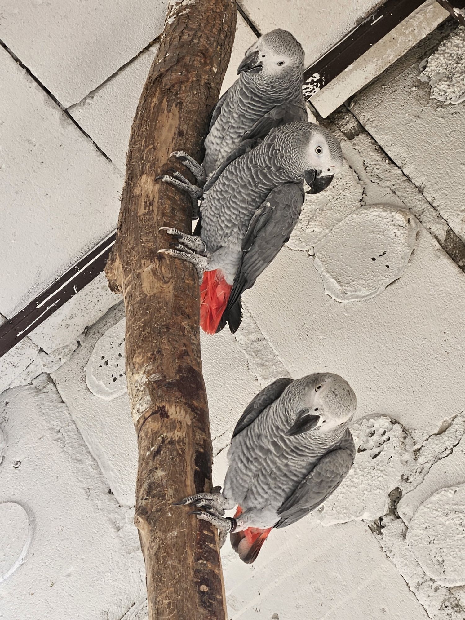 Papagal jako african grey
