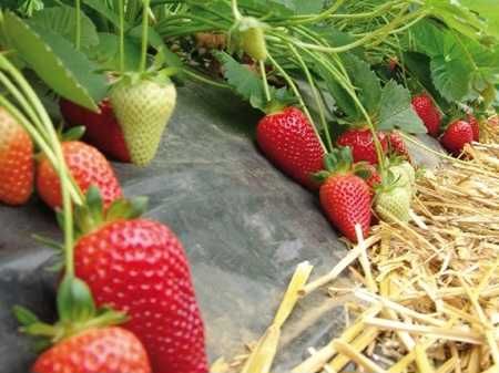 Продавам разсад коренчета нов целогодишен сорт Флорида