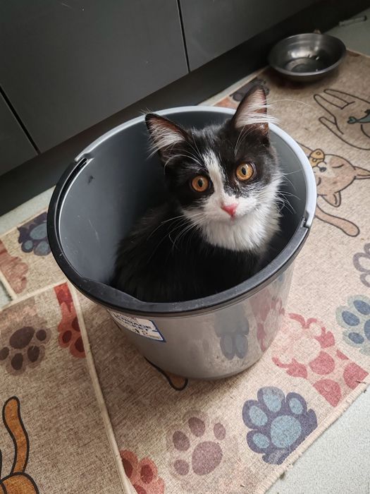 Котик в хорошую семью