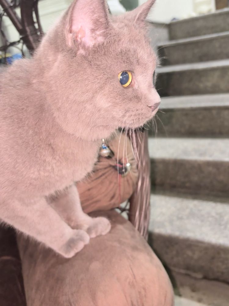 Британский очень красивий кот