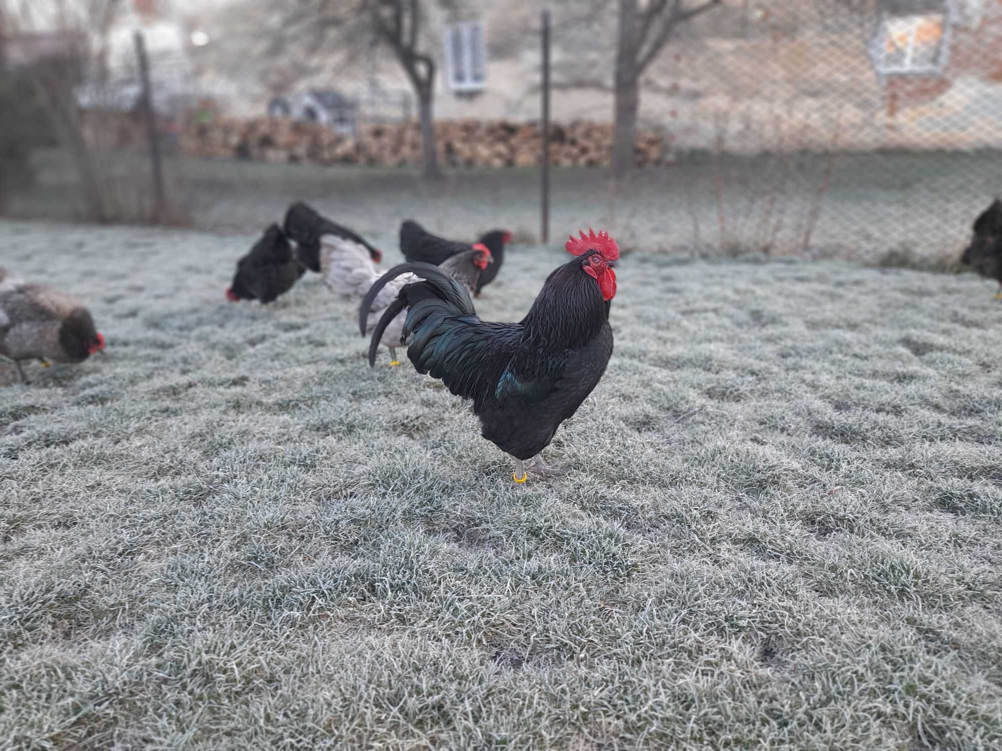 oua gaini australorp